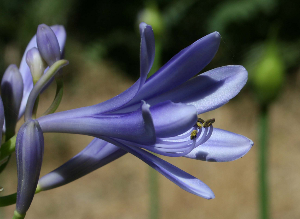 Agapanthus Africanus
